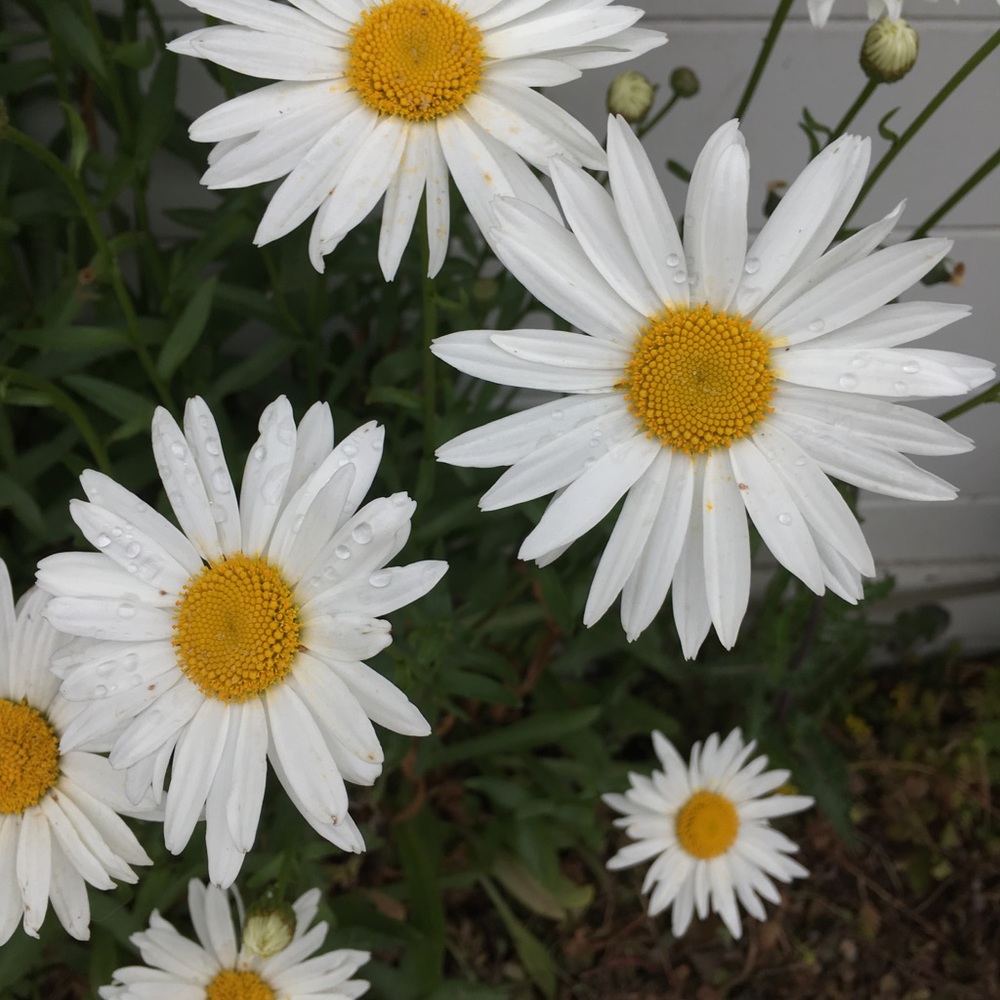 Meet your Posher, Ava